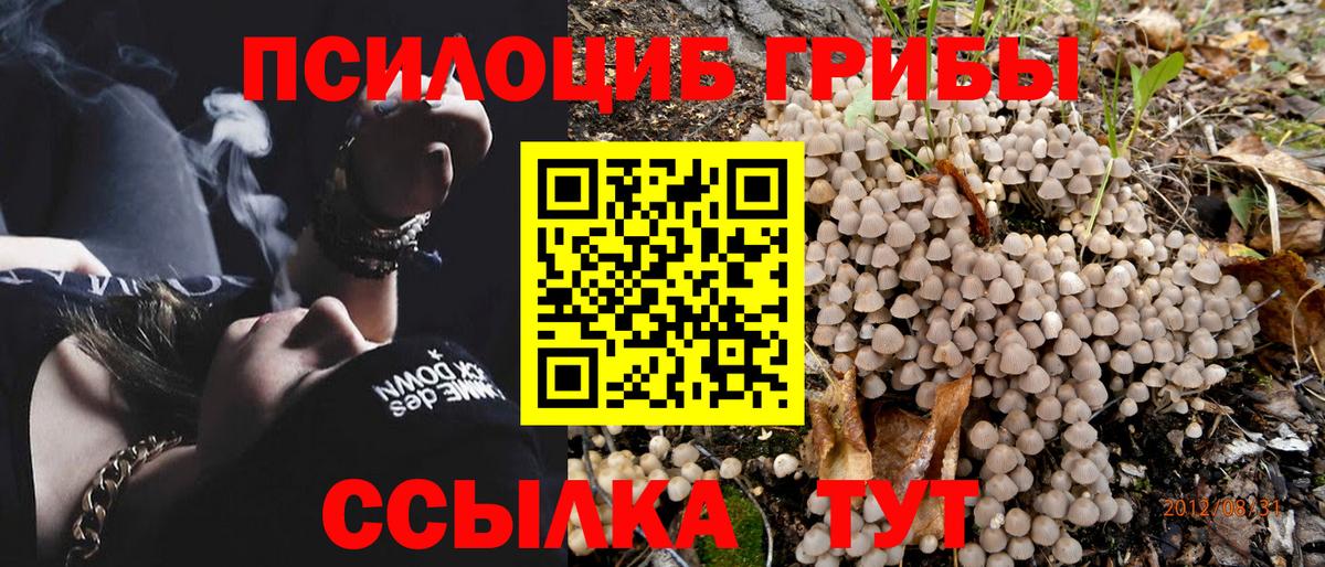 Галлюциногенные грибы Psilocybe Усолье-Сибирское